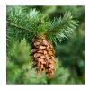 Pseudotsuga menziesii 60-80 C5L