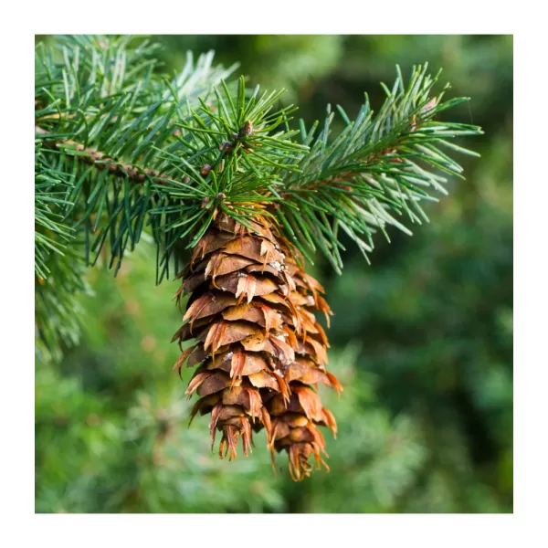 Pseudotsuga menziesii 60-80 C5L