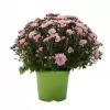 Chrysanthema - Multiflora K17