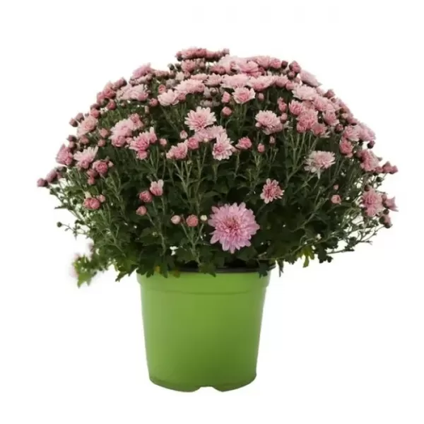 Chrysanthema - Multiflora K17