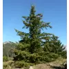 Pseudotsuga menziesii 60-80 C5L