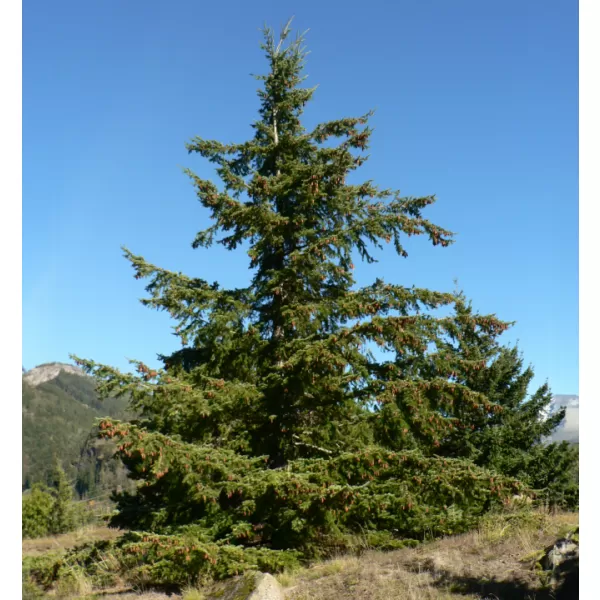 Pseudotsuga menziesii 60-80 C5L