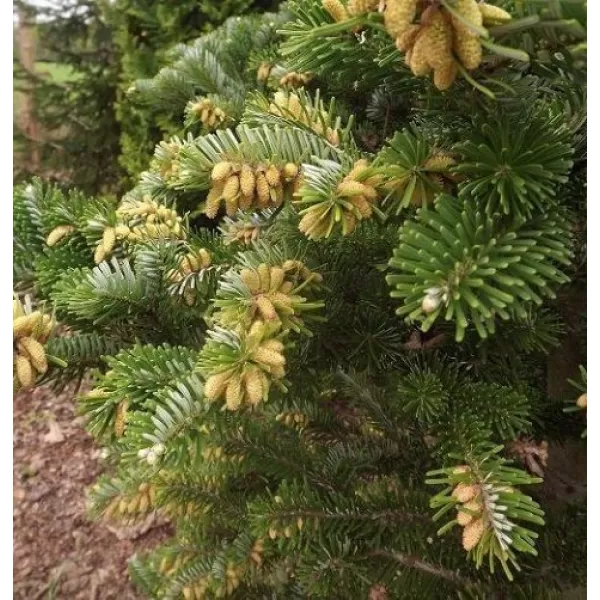 Abies lasiocarpa "Jan Pavel 10-15 C2L