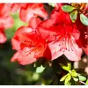 Azalea (J) 'Addy Wery' 25-30 C4L