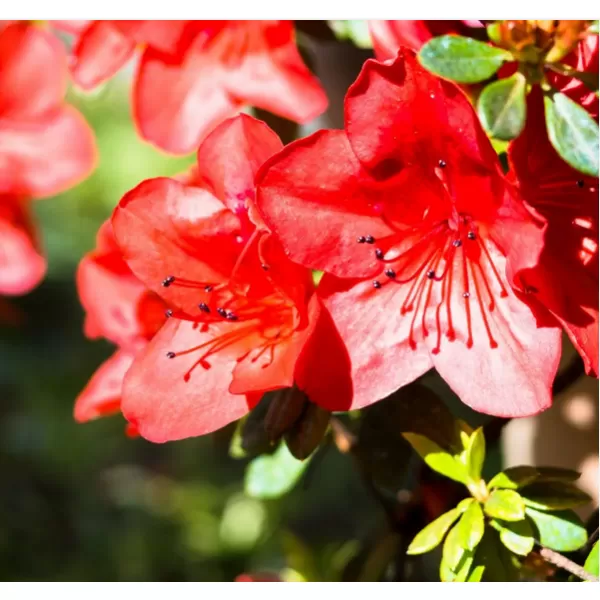 Azalea (J) 'Addy Wery' 25-30 C4L