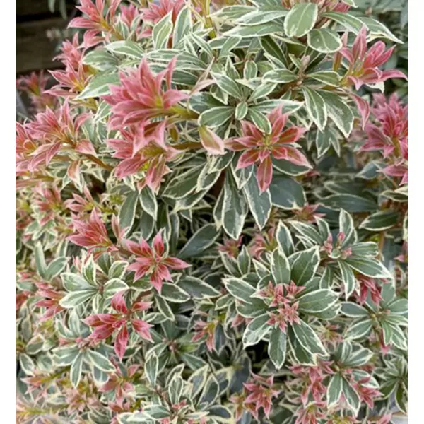 Pieris jap. 'Little Frosty' 15-20 C2L