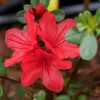 Azalea (J) 'Addy Wery' 25-30 C4L