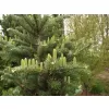 Abies lasiocarpa "Jan Pavel 10-15 C2L