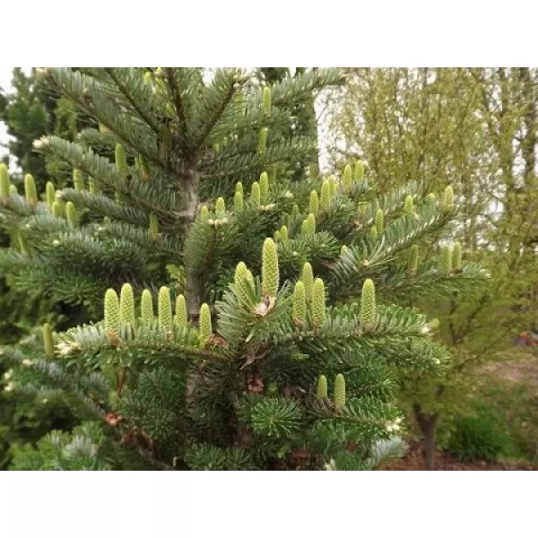 Abies lasiocarpa "Jan Pavel 10-15 C2L