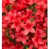 Azalea (J) 'Addy Wery' 25-30 C4L