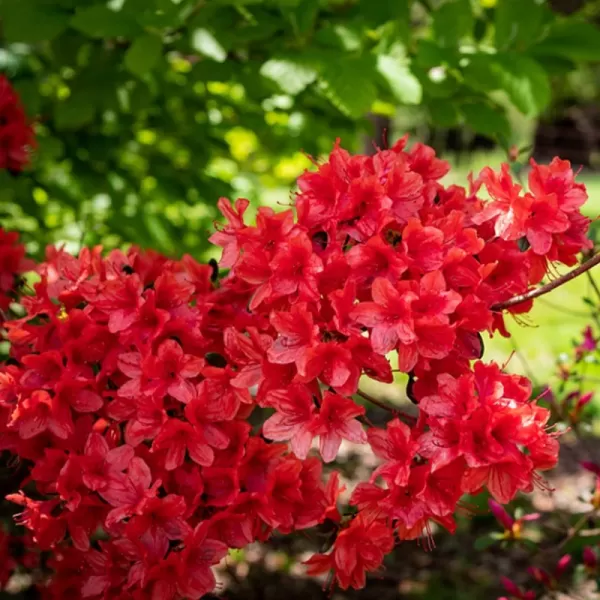 Azalea (J) 'Addy Wery' 25-30 C4L