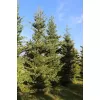 Abies lasiocarpa "Jan Pavel 10-15 C2L