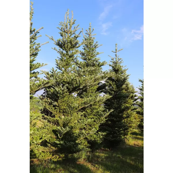 Abies lasiocarpa "Jan Pavel 10-15 C2L