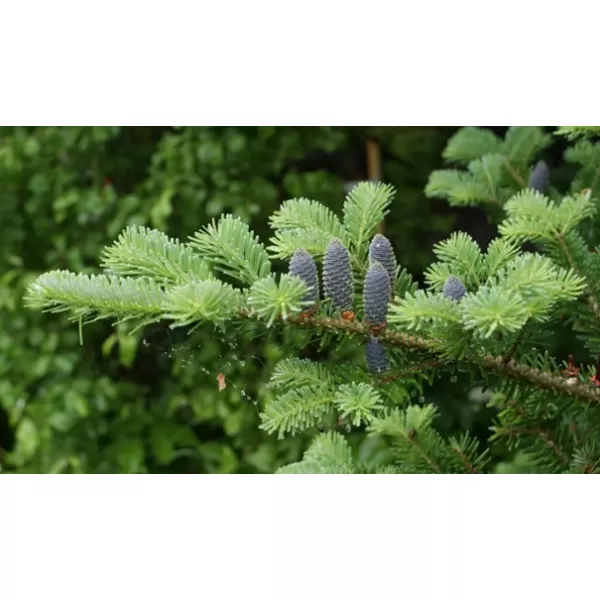 Abies lasiocarpa "Jan Pavel 10-15 C2L