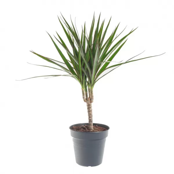 Dracena marginata km 15cm