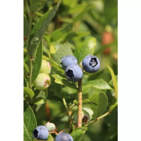 Vccinum corymbosum 'Brigitta Blue' 20-30 RP1L