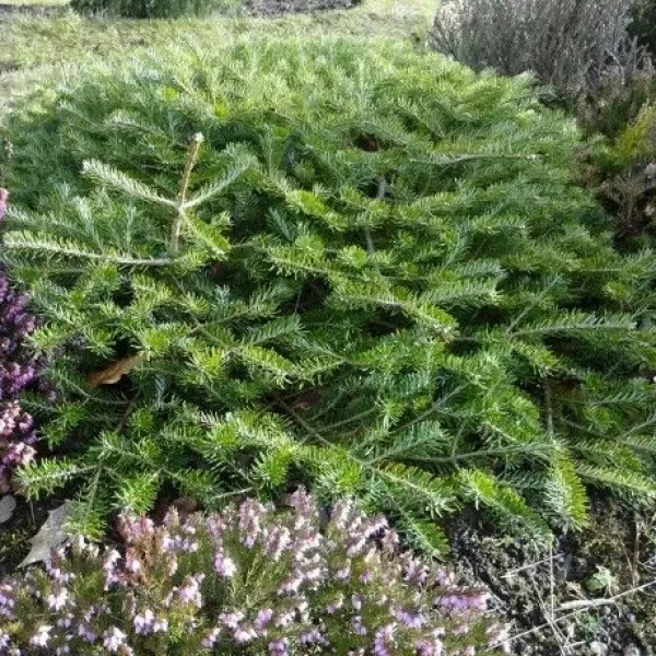 Abies koreana 'Fliegende Untertasse' 10-15 C2L
