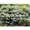 Abies koreana 'Icebracker' 25-30 C5L