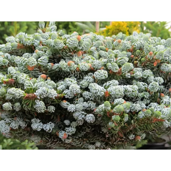 Abies koreana 'Icebracker' 25-30 C5L