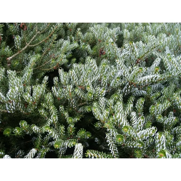 Abies koreana 'Silberlocke 10-15 C2L