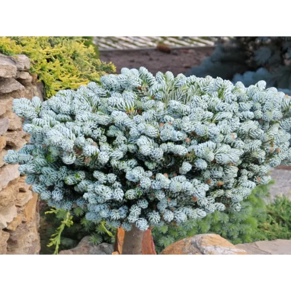 Abies koreana 'Icebracker' 25-30 C5L