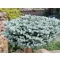 Abies koreana 'Icebracker' 25-30 C5L