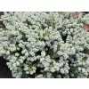 Abies koreana 'Icebracker' 25-30 C5L