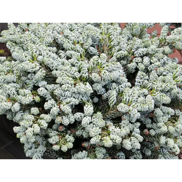 Abies koreana 'Icebracker' 25-30 C5L