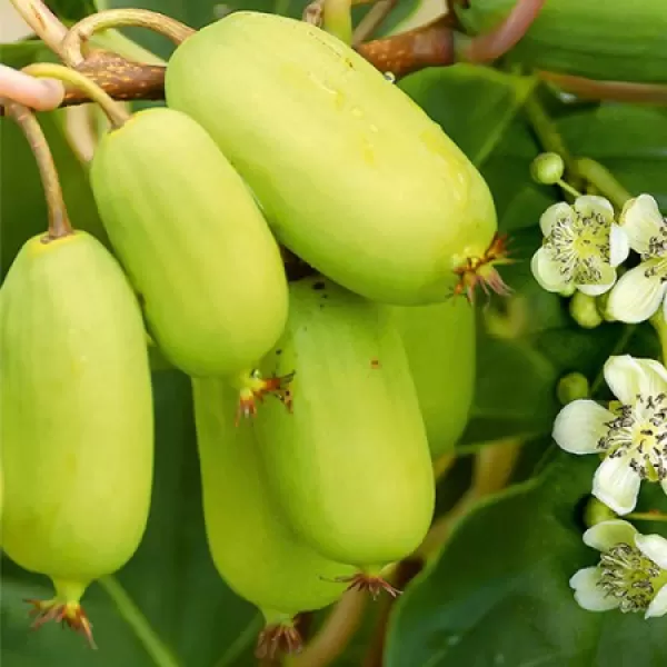 Actinidia arguta 'Prince Jumbo' 30-40 RP2L