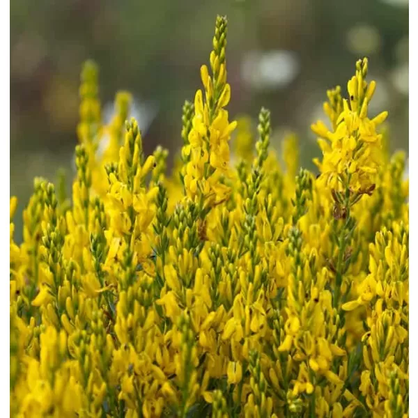 Genista tinctoria 20-30 C1L