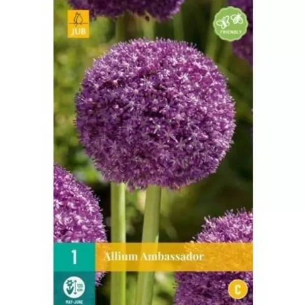 Karta - Česnek - Allium Ambassador (1 cibule) "C"