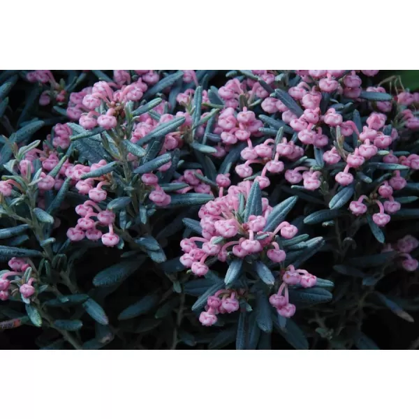 Andromeda polifolia 'Blue Ice 20-25 C2L