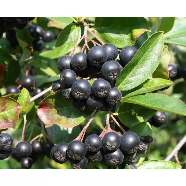 Aronia arbutifolia 'Brilliant' 30-40 cm RP 2 L