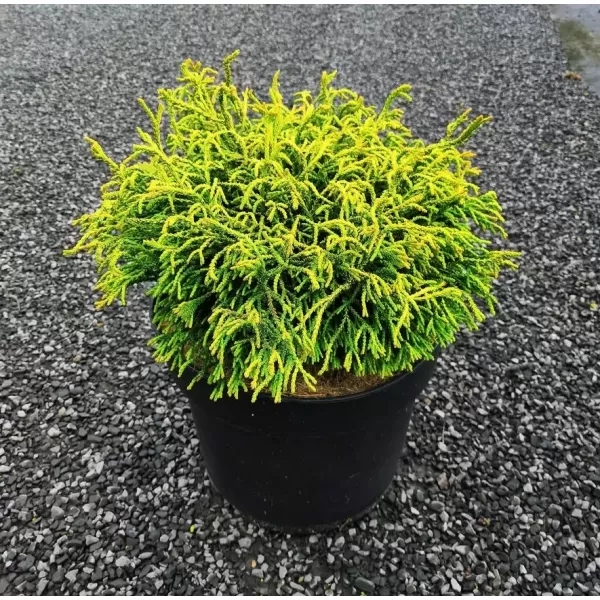 Chamaecyparis obt. 'Gitte' 20-30 C3L