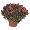 Chrysanthema - Multiflora K17