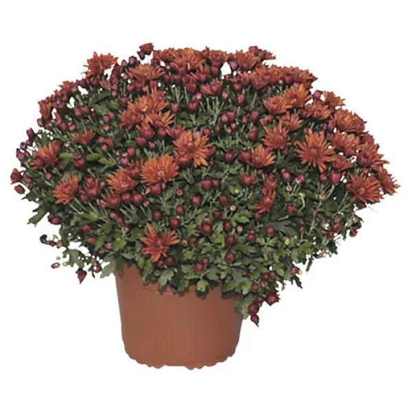 Chrysanthema - Multiflora K17