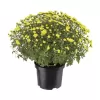 Chrysanthema - Multiflora K17