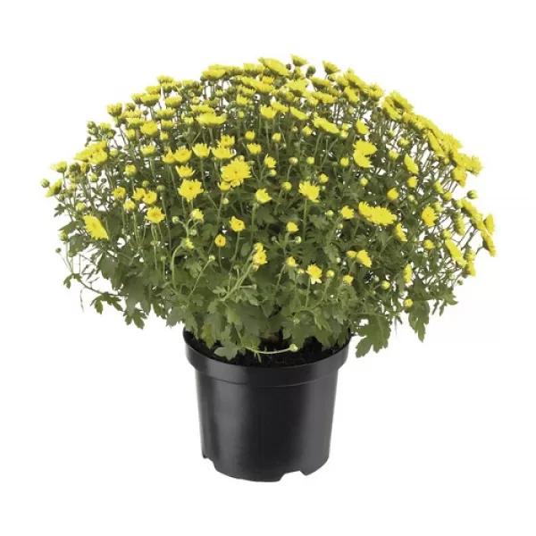 Chrysanthema - Multiflora K17