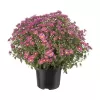 Chrysanthema - Multiflora K17
