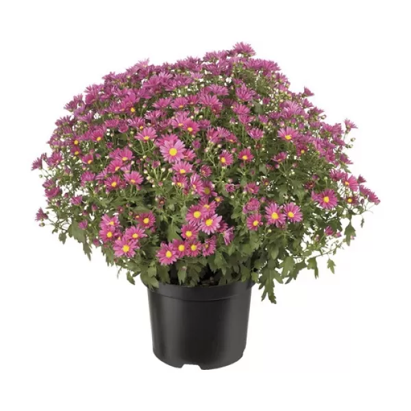 Chrysanthema - Multiflora K17