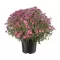 Chrysanthema - Multiflora K17