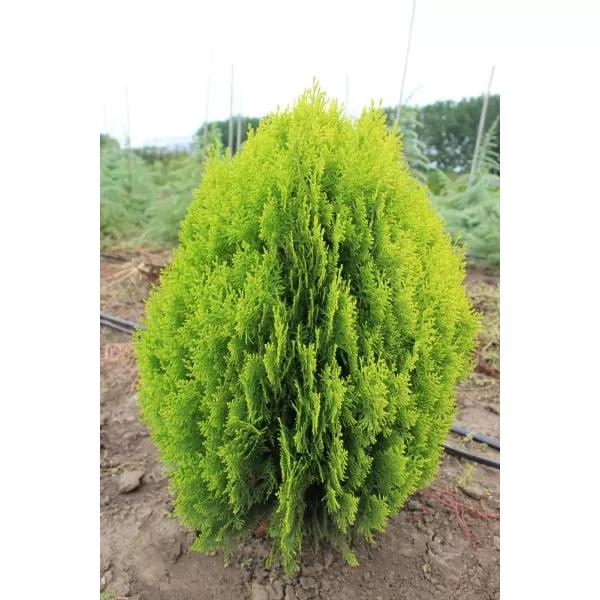 Thuja orient. 'Compacta Aurea Nana' 60-80 C15L