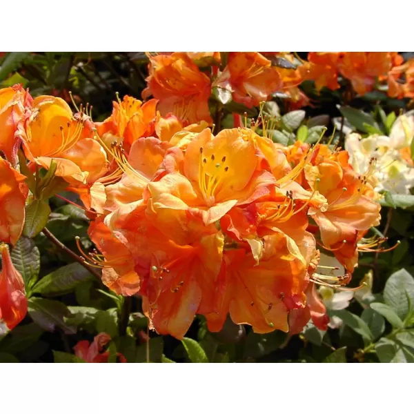 Azalea (KH) Glowing Embers 20-30 C2L oranž