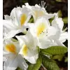 Azalea (KH) 'Persil' 30-40 cm VKR3L