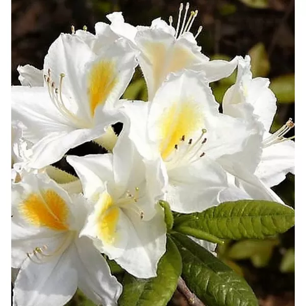 Azalea (KH) 'Persil' 30-40 cm VKR3L