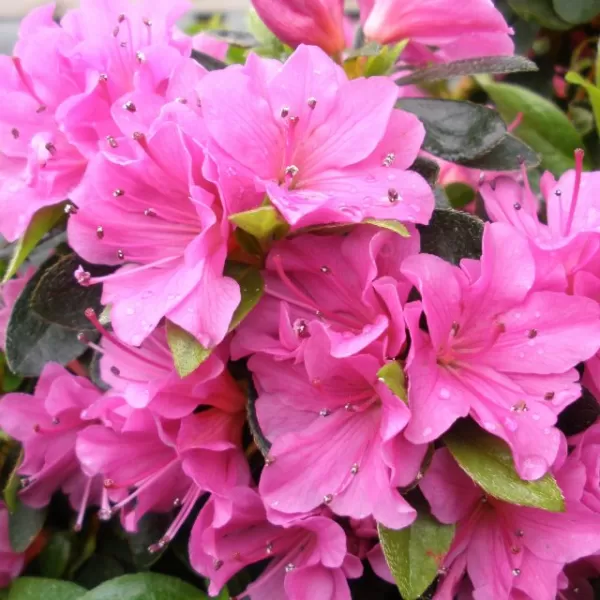Azalea (J) 'Geisha Purple 20-30 C2L