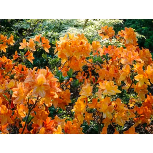 Azalea (KH) 'Arnesons Gem' 20-30 C2L žluto-oranž