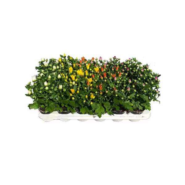 Chrysanthema malá