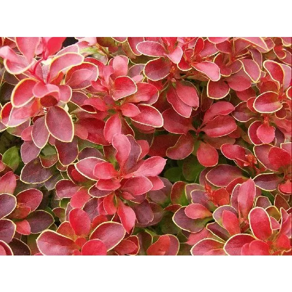 Berberis thunb.Admiration 20-30 C2L