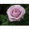 Rosa (TH) 'Blue Girl®' C3L